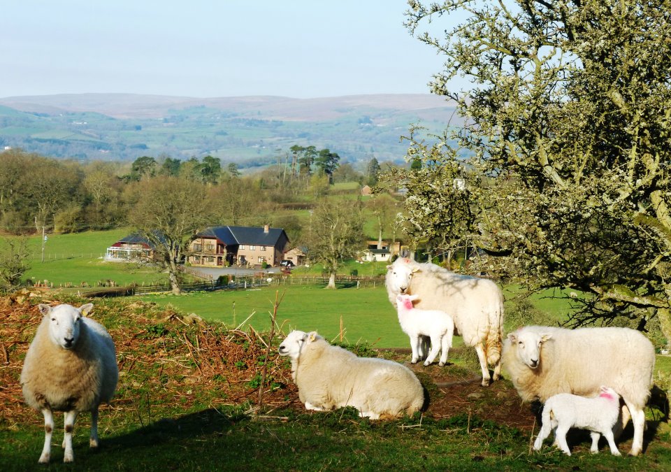 Sheep on the hill