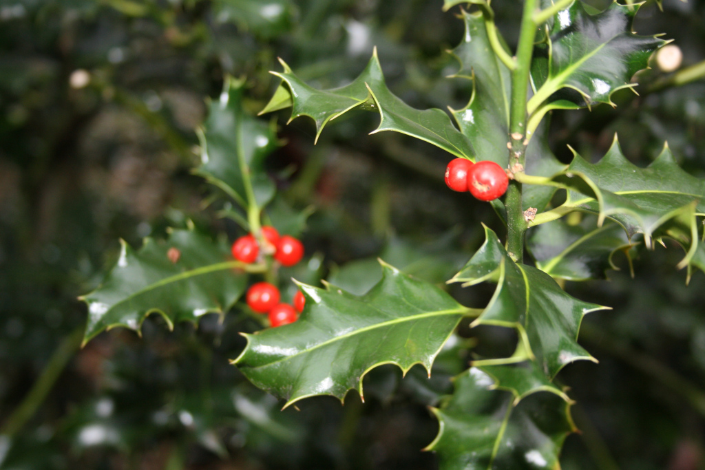 Christmas Holly