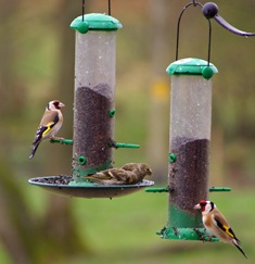 Feeding the birds